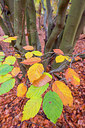 BUITEN BEELD Foto: 271932