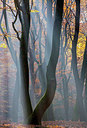 BUITEN BEELD Foto: 272004