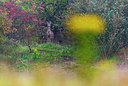 BUITEN BEELD Foto: 272083
