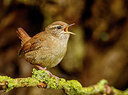 BUITEN BEELD Foto: 272232