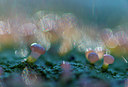 BUITEN BEELD Foto: 272432