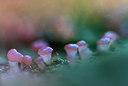 BUITEN BEELD Foto: 272434