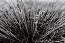 BUITEN BEELD Foto: 272454