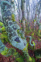BUITEN BEELD Foto: 272522
