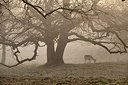 BUITEN BEELD Foto: 272760
