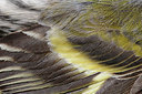 BUITEN BEELD Foto: 272766