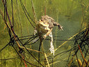 BUITEN BEELD Foto: 272768