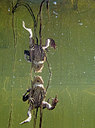 BUITEN BEELD Foto: 272769