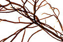 BUITEN BEELD Foto: 272802