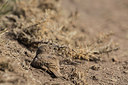 BUITEN BEELD Foto: 272897