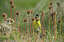 BUITEN BEELD Foto: 272902