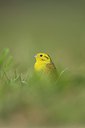 BUITEN BEELD Foto: 273063