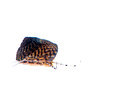 BUITEN BEELD Foto: 273123