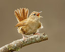 BUITEN BEELD Foto: 273198