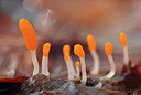 BUITEN BEELD Foto: 273224