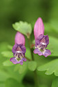 BUITEN BEELD Foto: 273350