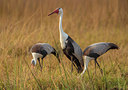 BUITEN BEELD Foto: 273422