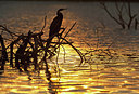 BUITEN BEELD Foto: 273558