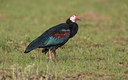 BUITEN BEELD Foto: 273573