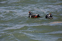 BUITEN BEELD Foto: 273635