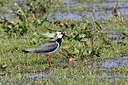 BUITEN BEELD Foto: 273662