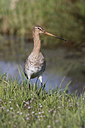 BUITEN BEELD Foto: 273664
