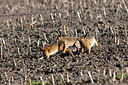 BUITEN BEELD Foto: 273672
