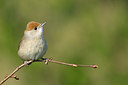 BUITEN BEELD Foto: 273681