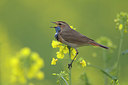 BUITEN BEELD Foto: 273683