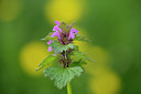 BUITEN BEELD Foto: 273699