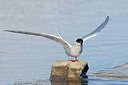 BUITEN BEELD Foto: 273719
