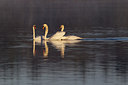 BUITEN BEELD Foto: 273736