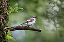BUITEN BEELD Foto: 273765
