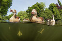 BUITEN BEELD Foto: 273842