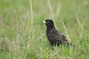 BUITEN BEELD Foto: 273871