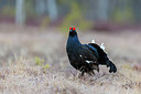 BUITEN BEELD Foto: 273875