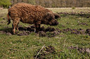BUITEN BEELD Foto: 273914
