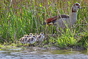 BUITEN BEELD Foto: 273975