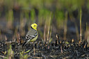 BUITEN BEELD Foto: 273995