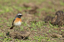 BUITEN BEELD Foto: 273998