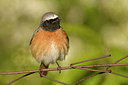 BUITEN BEELD Foto: 273999