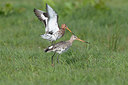 BUITEN BEELD Foto: 274125