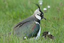 BUITEN BEELD Foto: 274129
