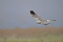 BUITEN BEELD Foto: 274153