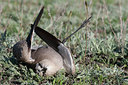 BUITEN BEELD Foto: 274159