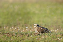 BUITEN BEELD Foto: 274167