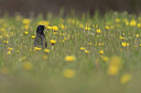 BUITEN BEELD Foto: 274176