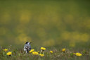 BUITEN BEELD Foto: 274177