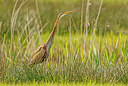 BUITEN BEELD Foto: 274234