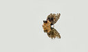 BUITEN BEELD Foto: 274301